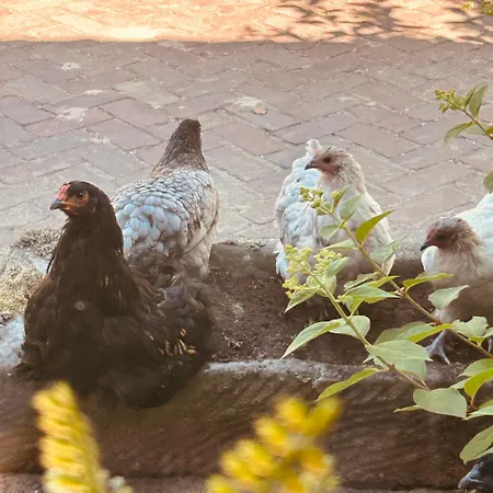 Hoeve De Roskam * ロヘム