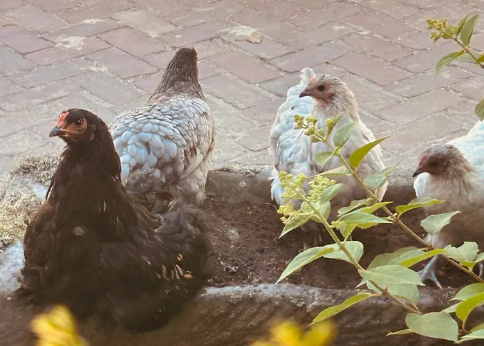 Hoeve De Roskam * Lochem